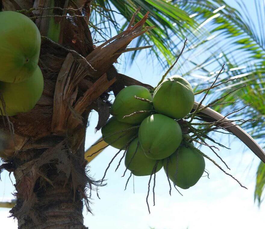 Coconut from the Trees of the Kombat Group Tropical Garden