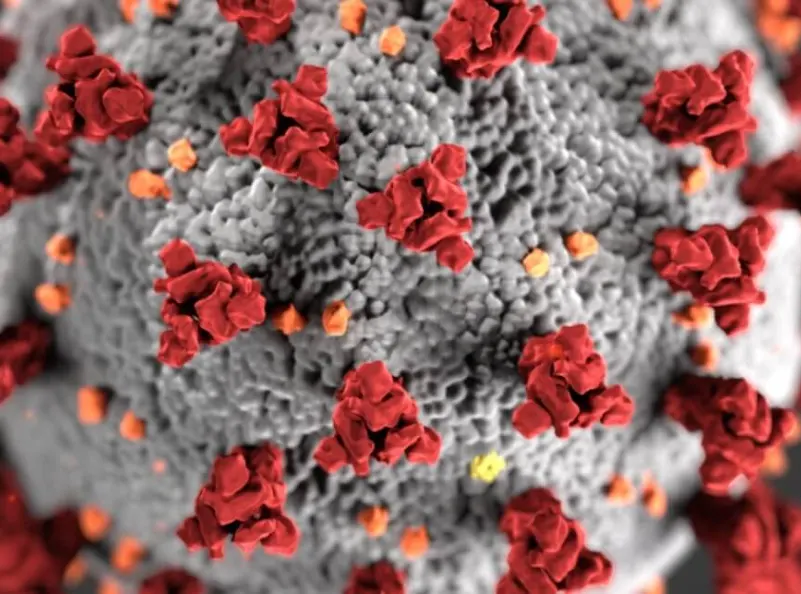 Coronavirus 19 at microscope